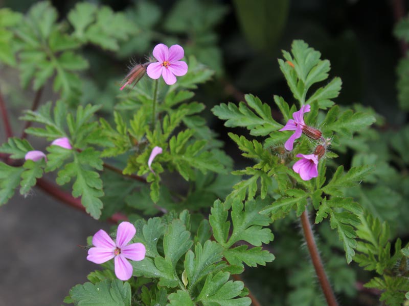 
          Géranium Herbe à Robert (Geranium robertianum)