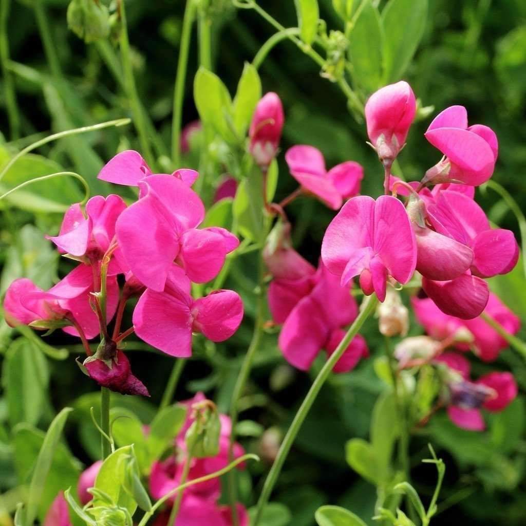 
          Lathyrus tuberosus (Gesse tubéreuse)