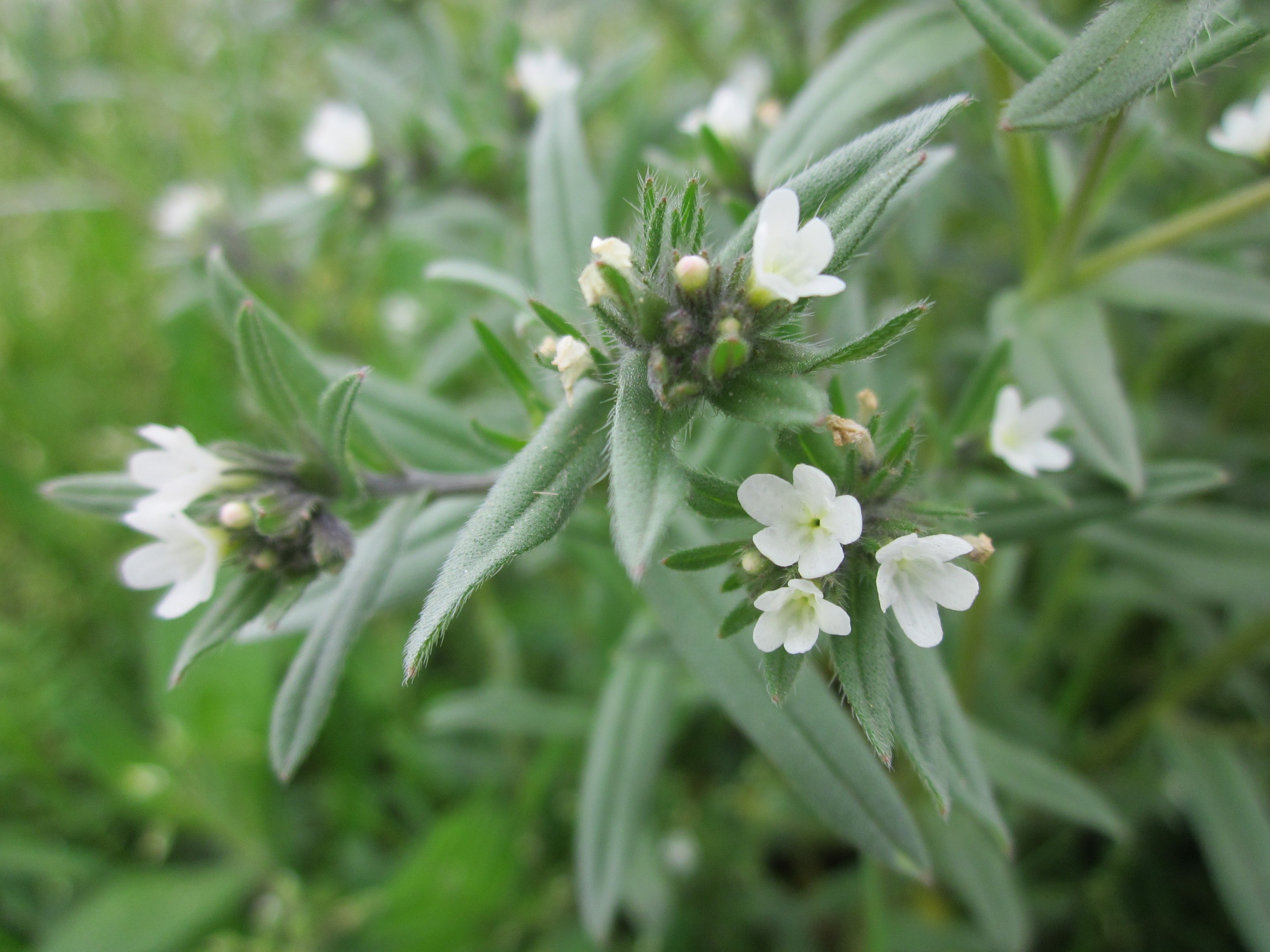 
          Grémil des champs (Lithospermum arvense)