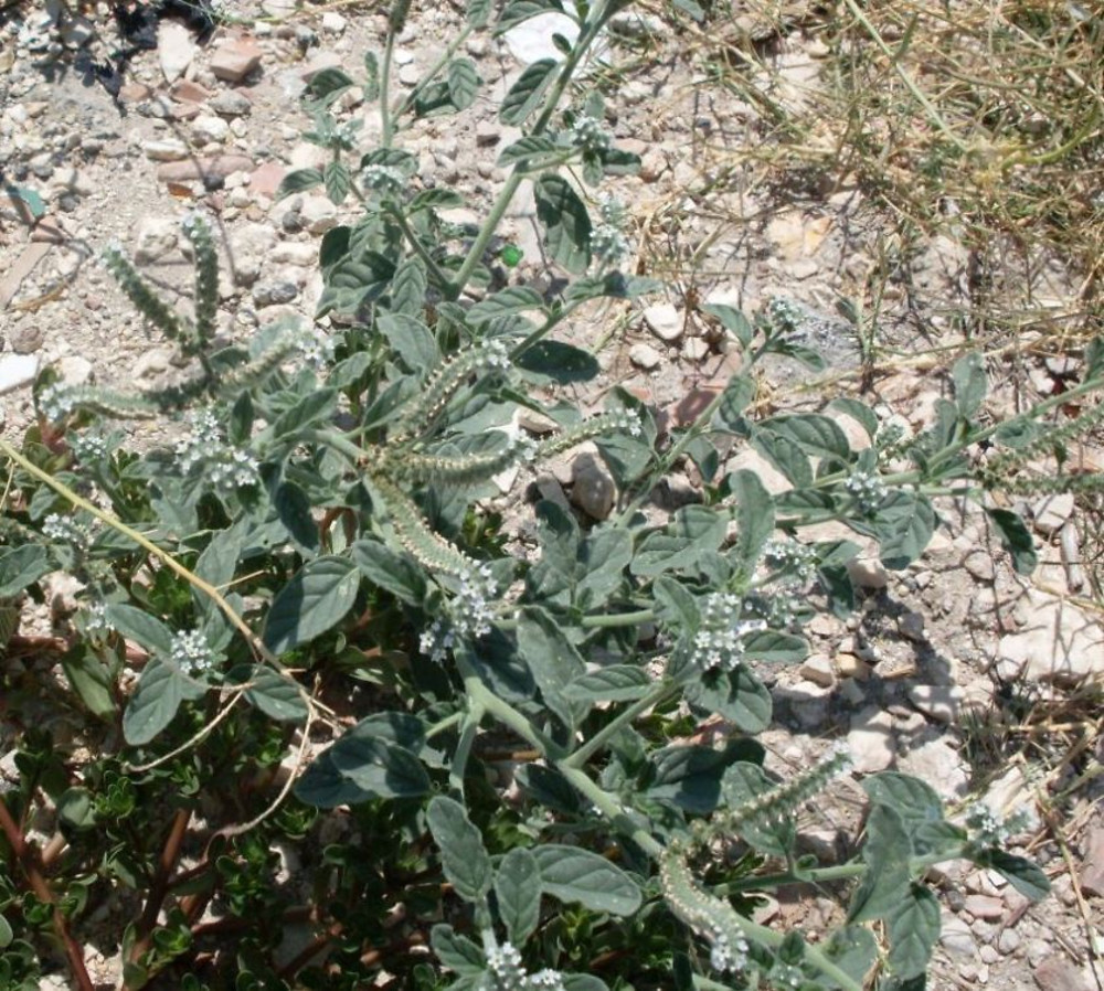 
          Héliotrope d'Europe (Heliotropium europaeum)