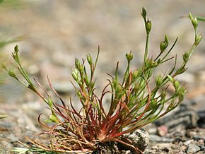 
          Jonc des crapauds (Juncus bufonius)