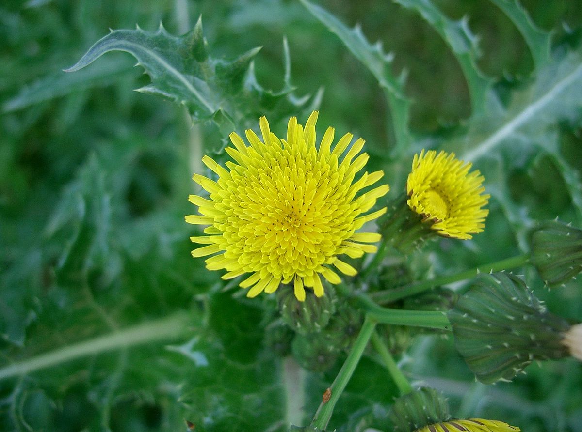 
          Sonchus asper (Laiteron rude)