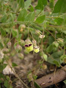 
          Linaire élatine (Kickxia elatine)