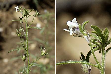 
          Linaire mineure (Chaenorrhinum minus)
