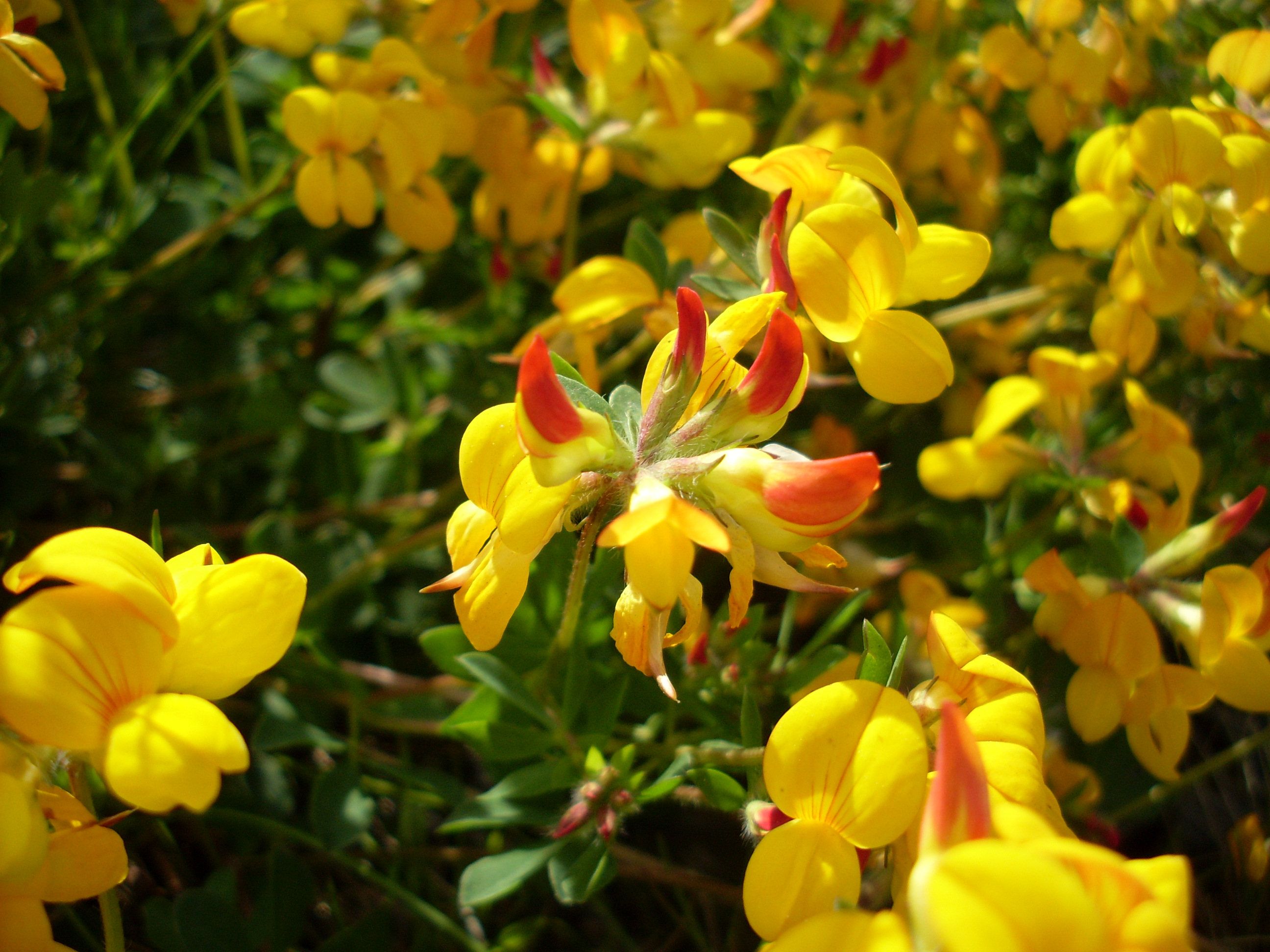 
          Le Lotier corniculé (Lotus corniculatus) 