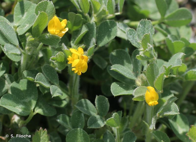 
          Luzerne naine (Medicago minima)