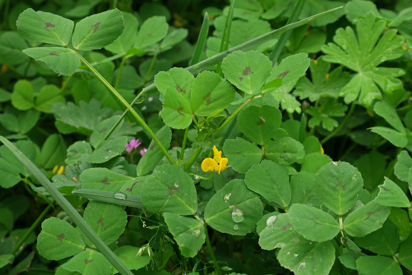 
          Luzerne tachetée (Medicago arabica)