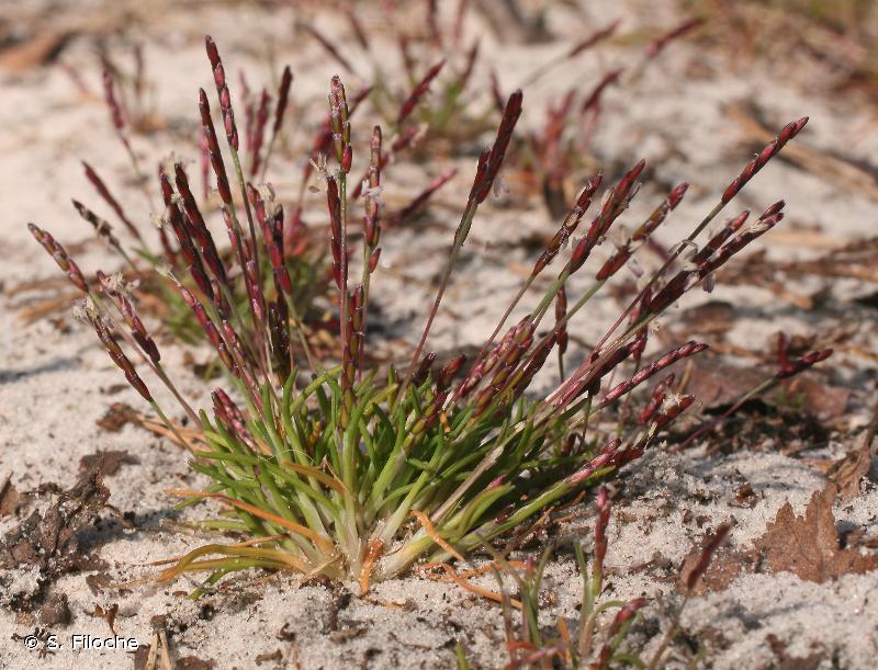 
          Mibora printanière (Mibora minima)