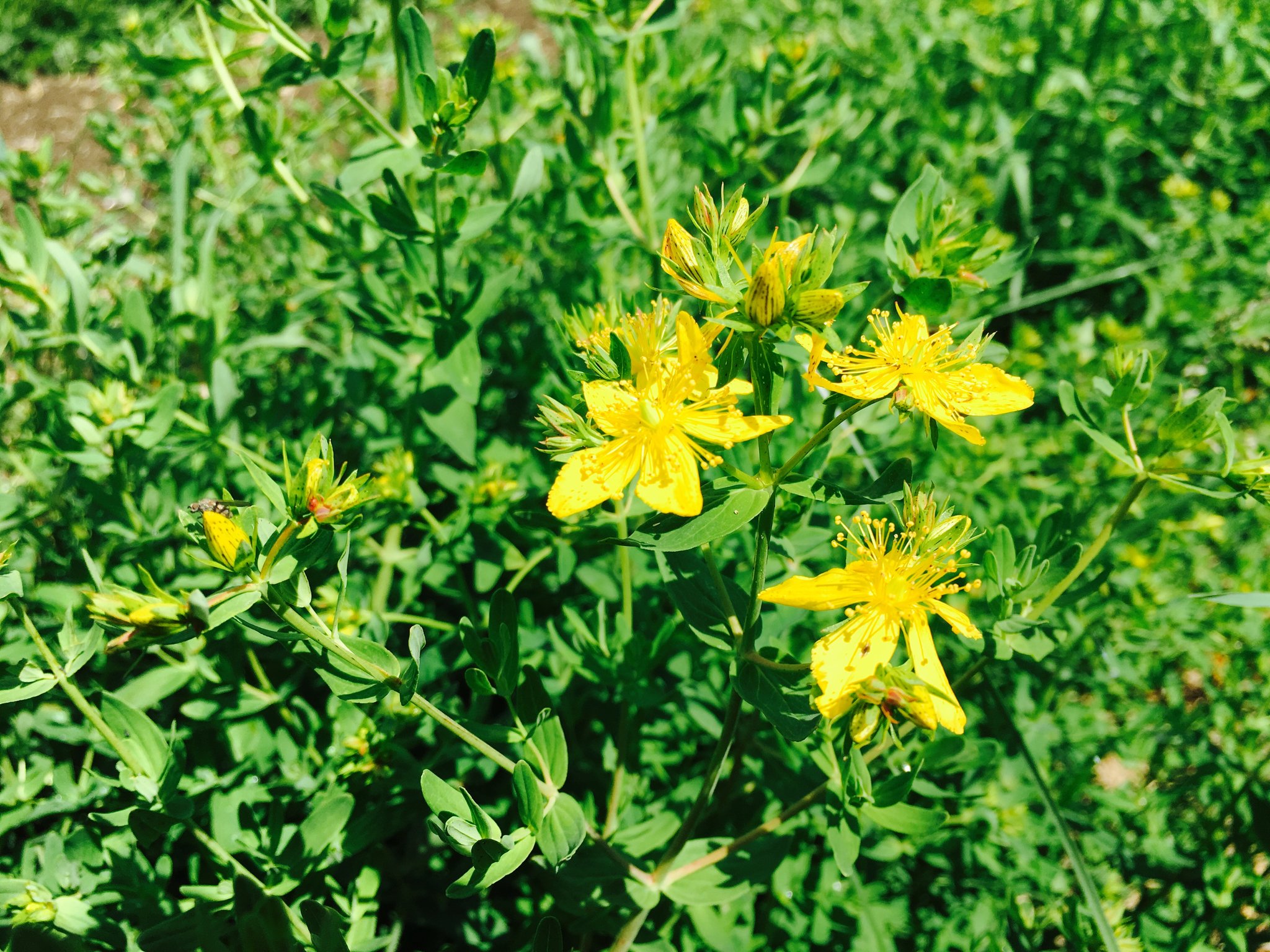 
          Millepertuis perforé (Hypericum perforatum)