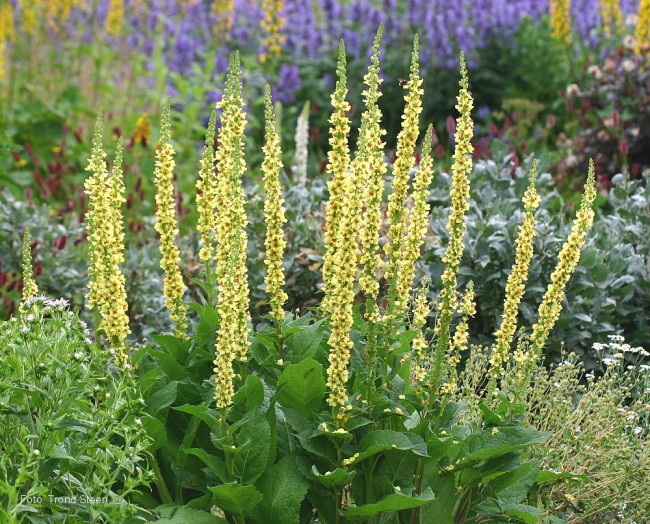 
          Molène noire (Verbascum nigrum)