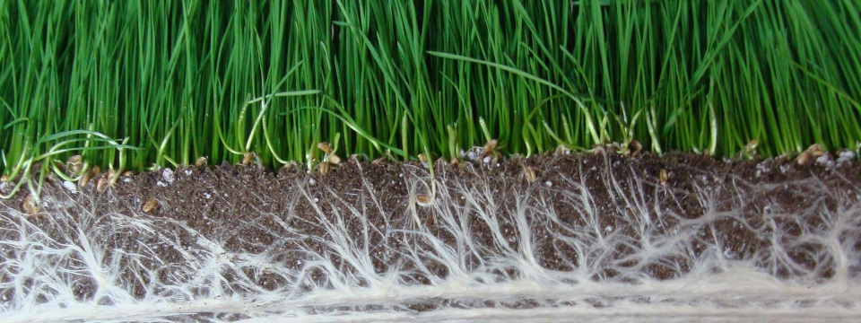 
          Engrais, comment débloquer le phosphore dans les sols ? : La mycorhization