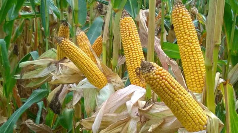 
          Revue des marchés du 29 Octobre 2019 : Le maïs