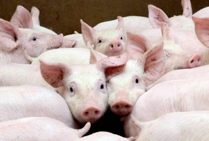 
           Agriculture française : Le budget 2020 du ministère de l’agriculture en légère hausse pour faire face aux crises