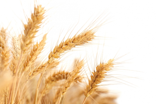 
          Revue des marchés du 29 Octobre 2019 : Le blé