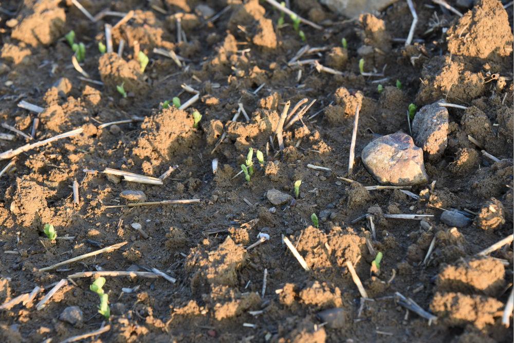 
          Réussir l’implantation pour limiter l’attaque des maladies du pois