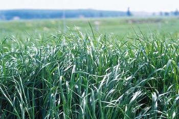 
          Les adventices difficiles à détruire dans la culture du pois : Graminées (ray-grass, vulpin)