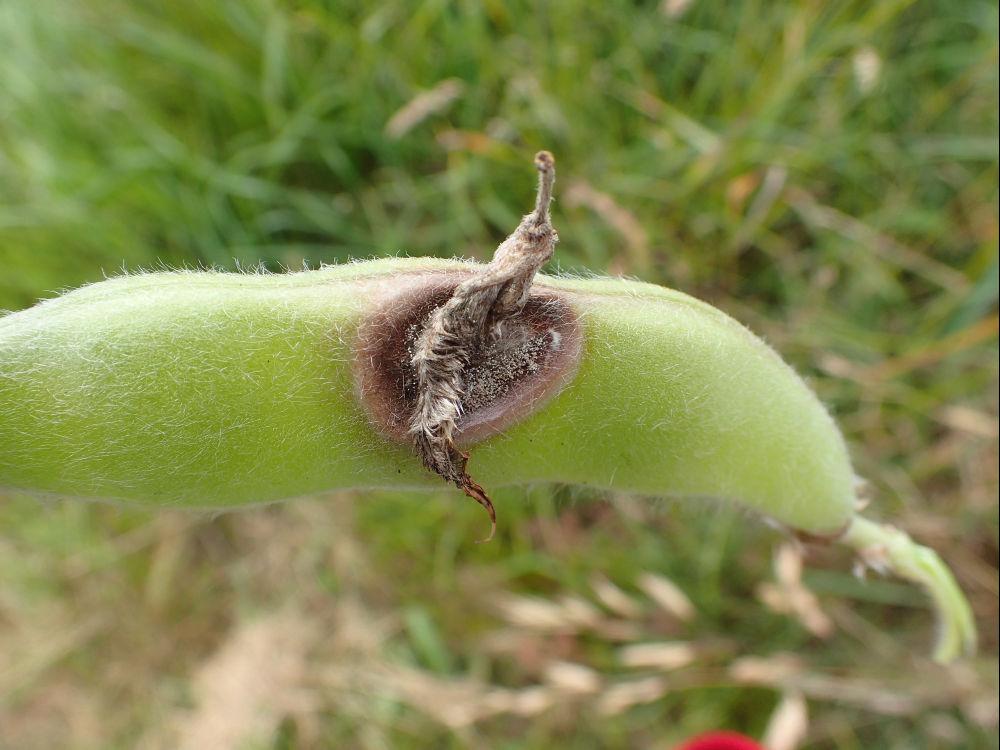 
          Les maladies du Lupin : Botrytis