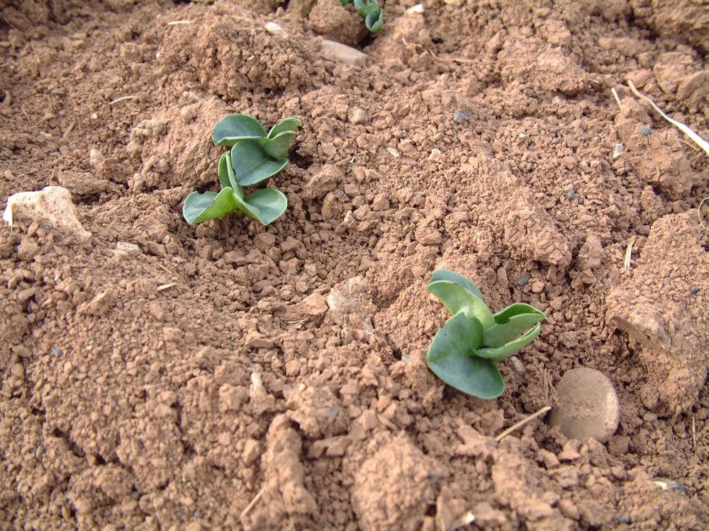 
          Préparation du sol pour le semis de la féverole d’hiver