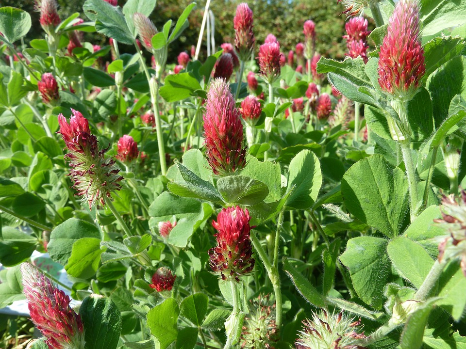 
          Les engrais verts, une solution des agriculteurs afin de préserver l’intégrité des sols et utiliser moins de produits chimiques
