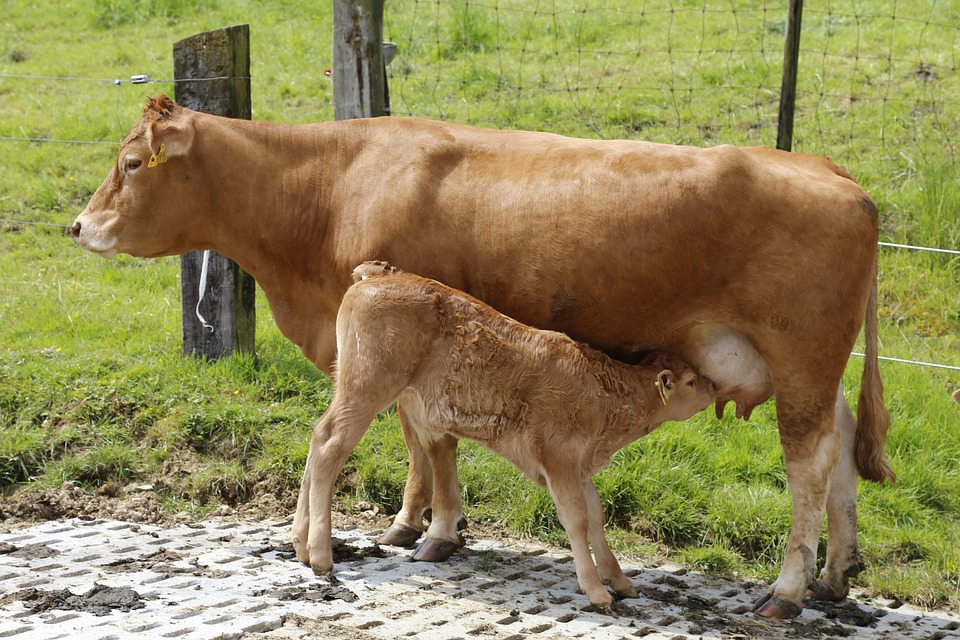 
          Amélioration de la reproduction dans son élevage de bovins