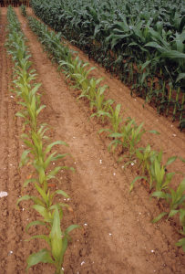 
          Les besoins de la culture : Les besoins alimentaires de la plante cultivée et l’azote restant au sol après la récolte
