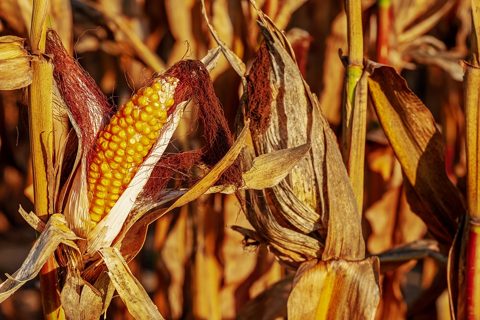 
          Revue du marché 4 Décembre 2019 : Le maïs