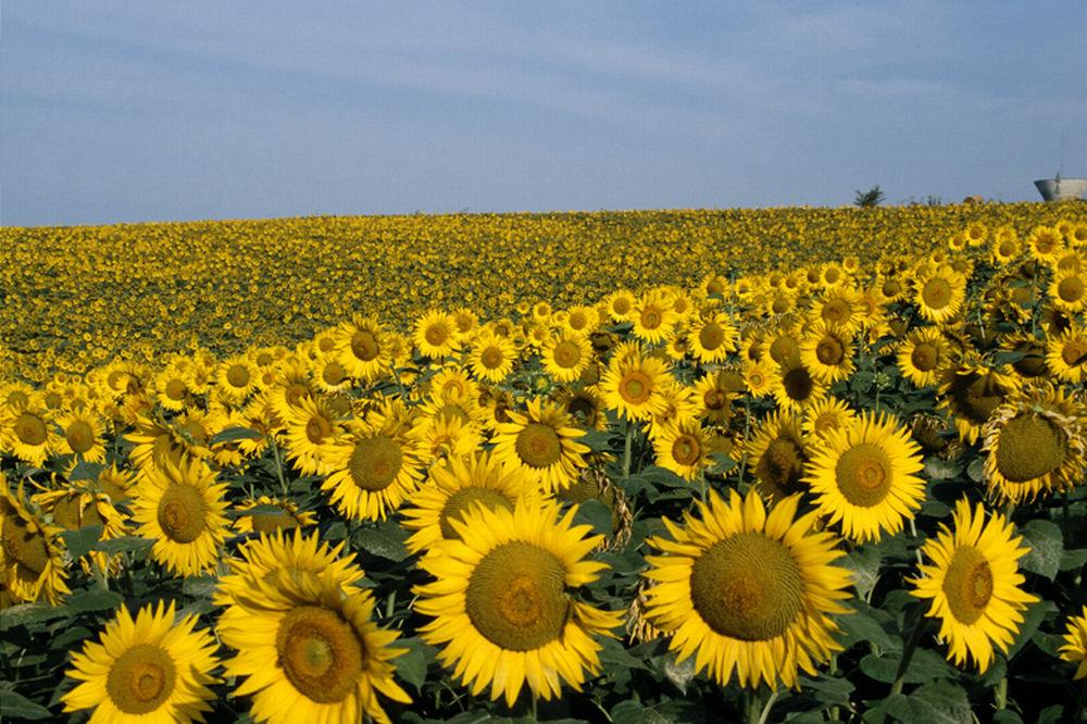 
          Un bilan de récolte tournesol 2019 positif malgré le contexte climatique