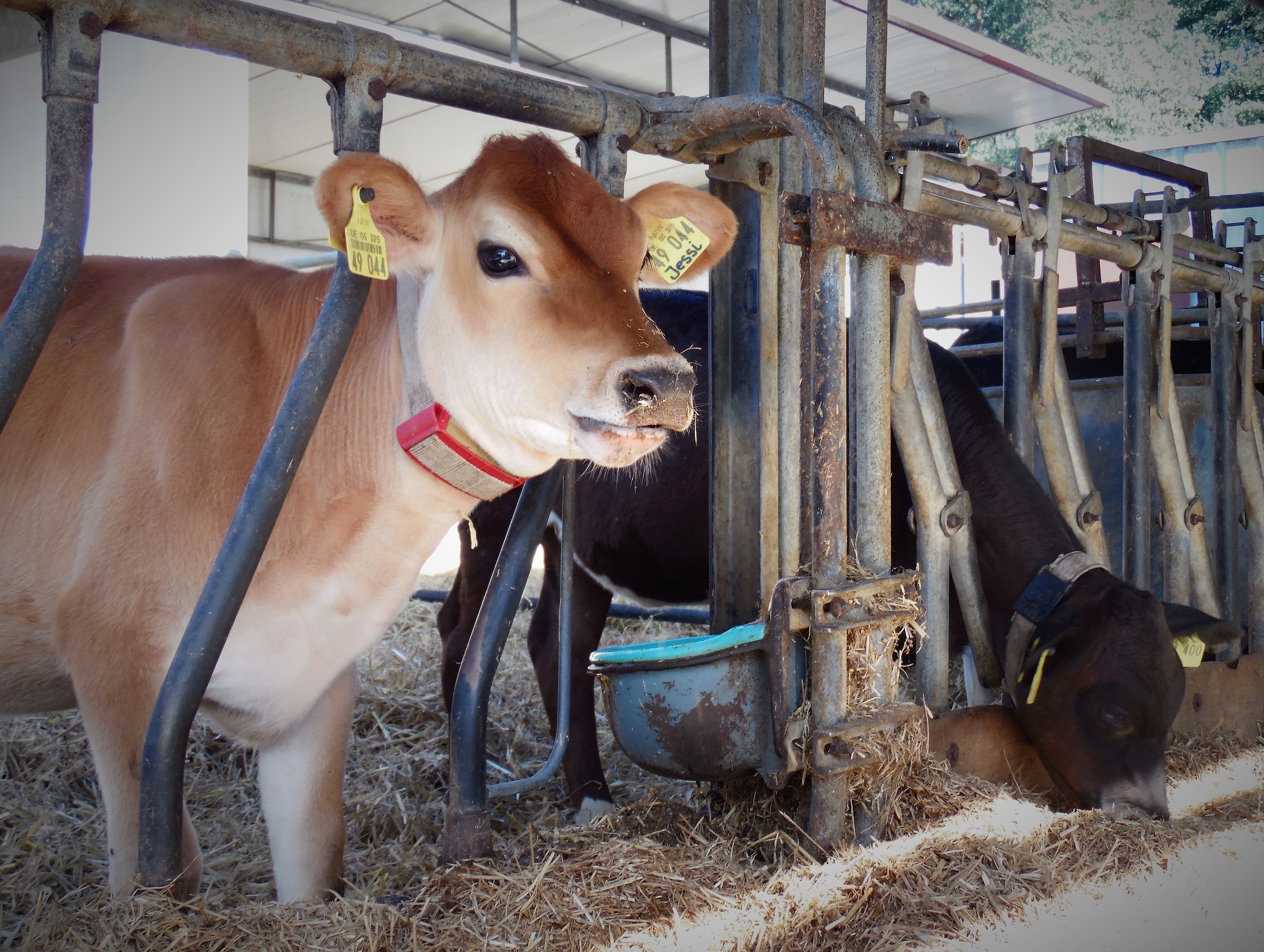 
           L’alimentation des vaches laitières : des fondamentaux à maîtriser chez les ruminants