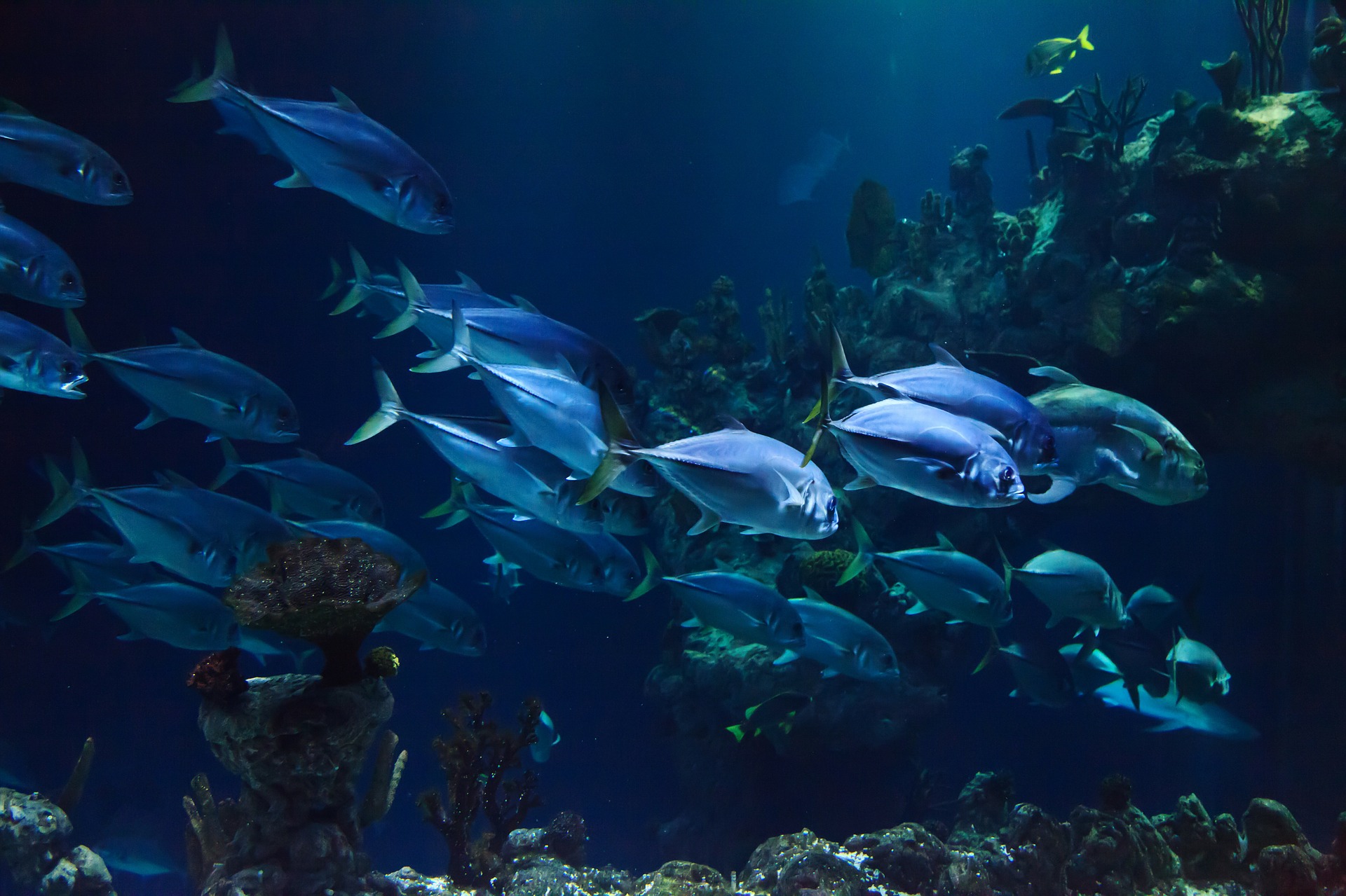 
          La pisciculture marine et nouvelle en France