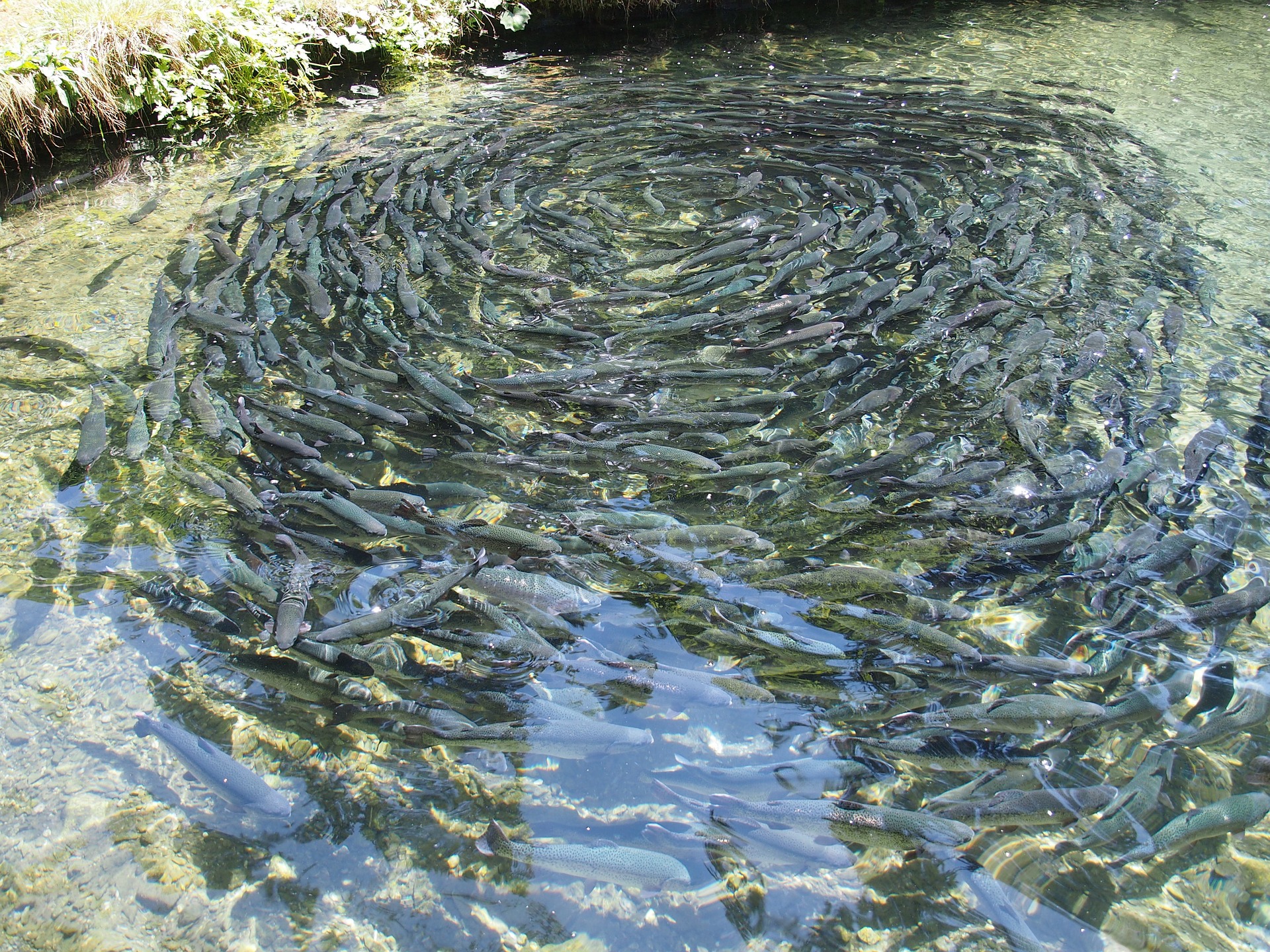 
          Améliorer écologiquement l’aquaculture en France