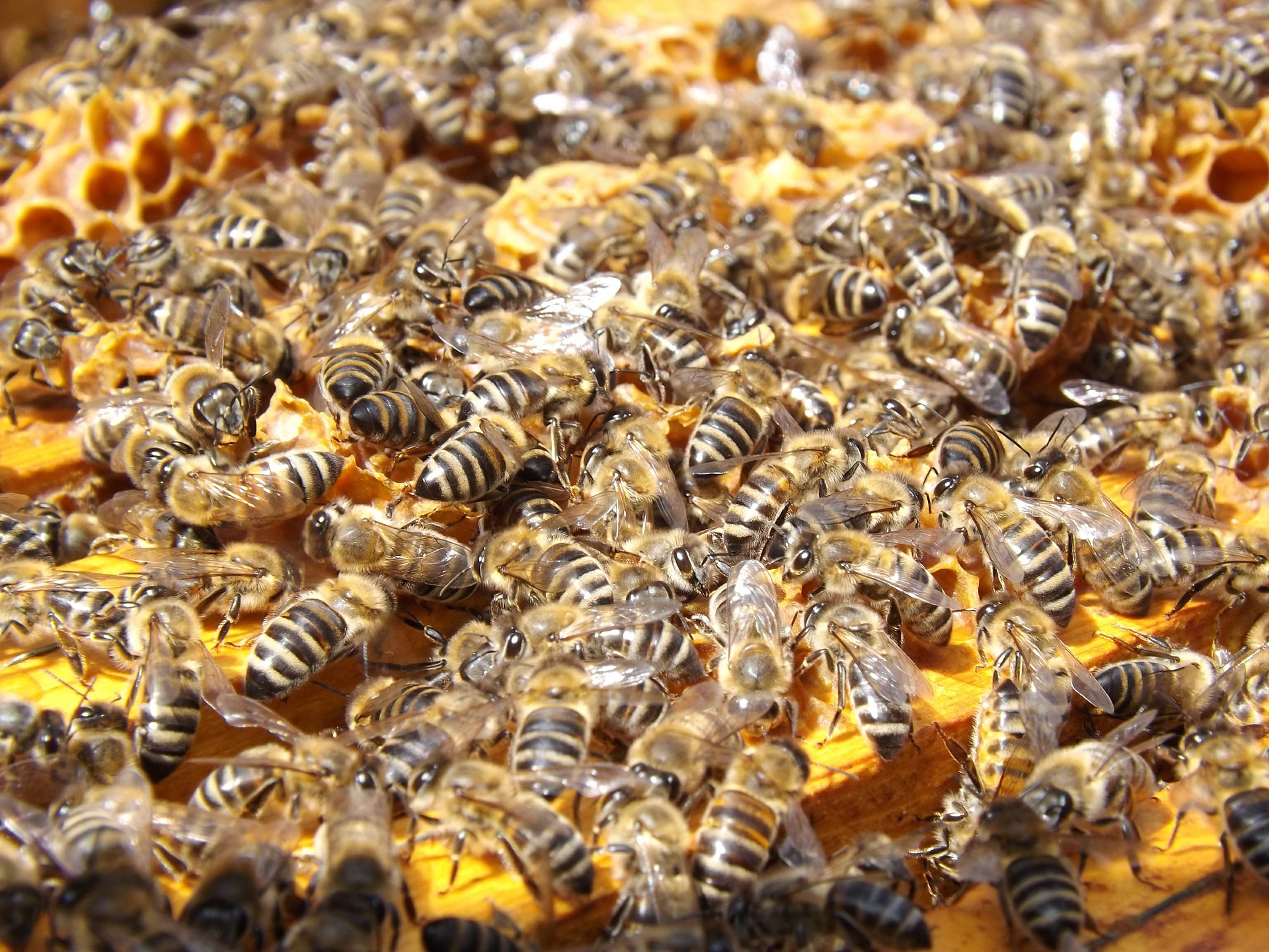 
          Apiculture : analyse de la production du miel en France