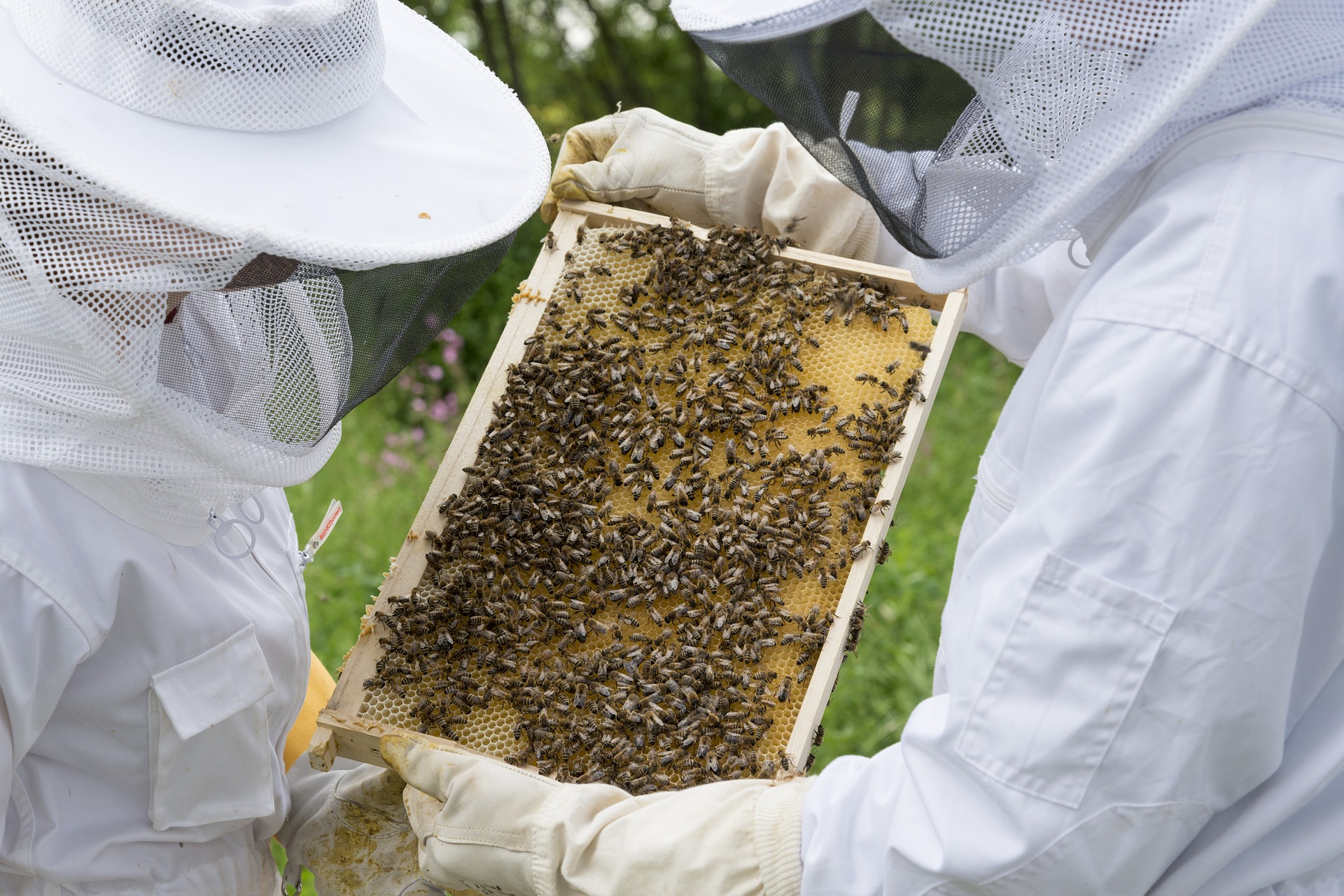 
          Apiculture : Cause de la mortalité des abeilles en France