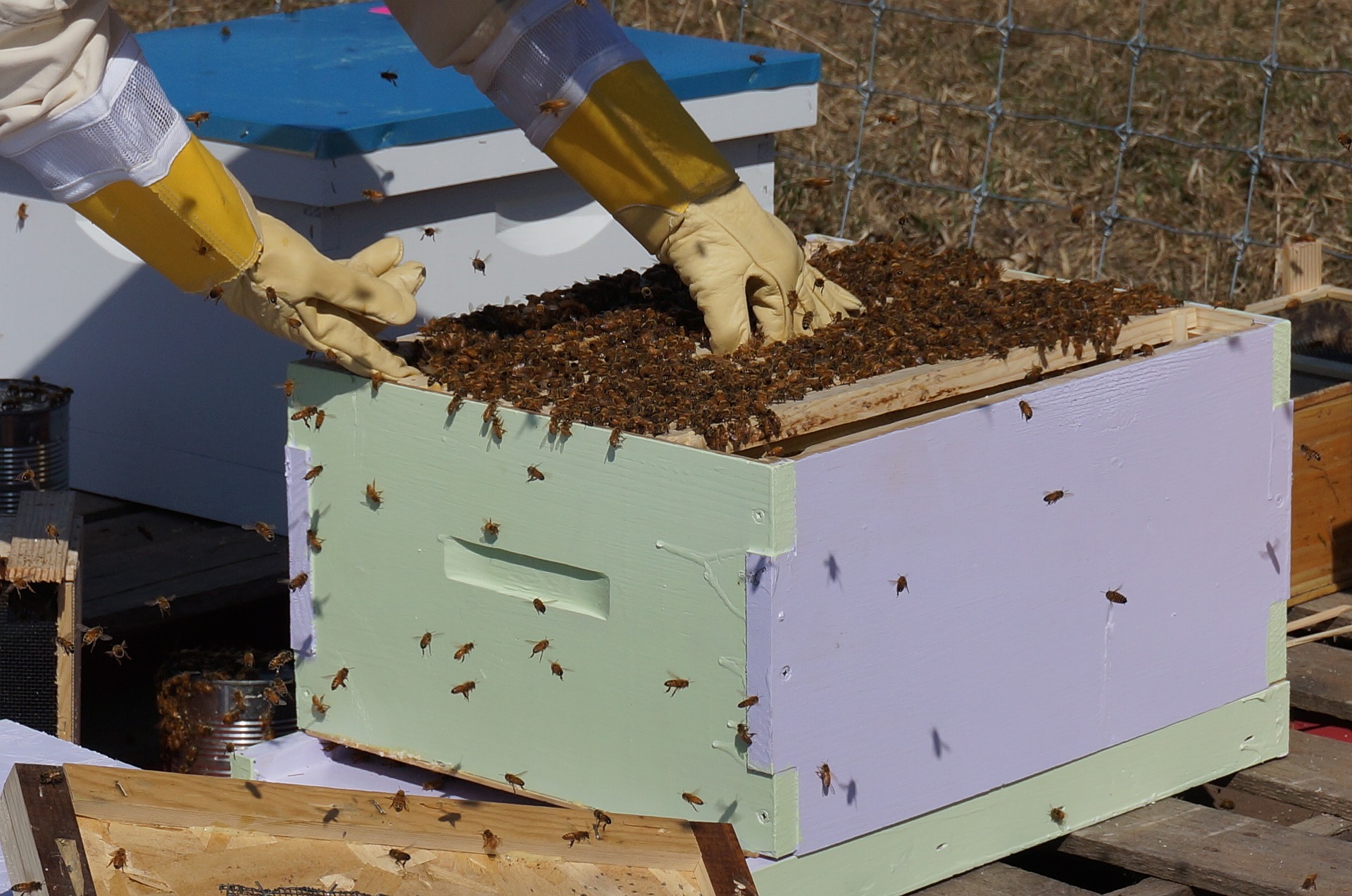 
          Apiculture : Comment arriver à sauver à sauver la disparition des abeilles