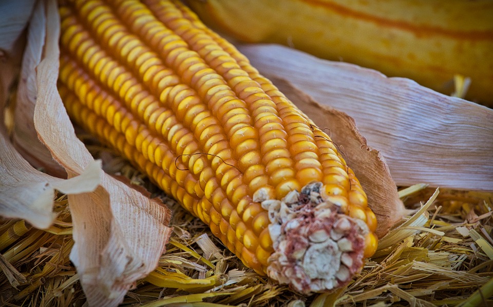 
          Revue des marchés du 6 Janvier 2020 : Le maïs