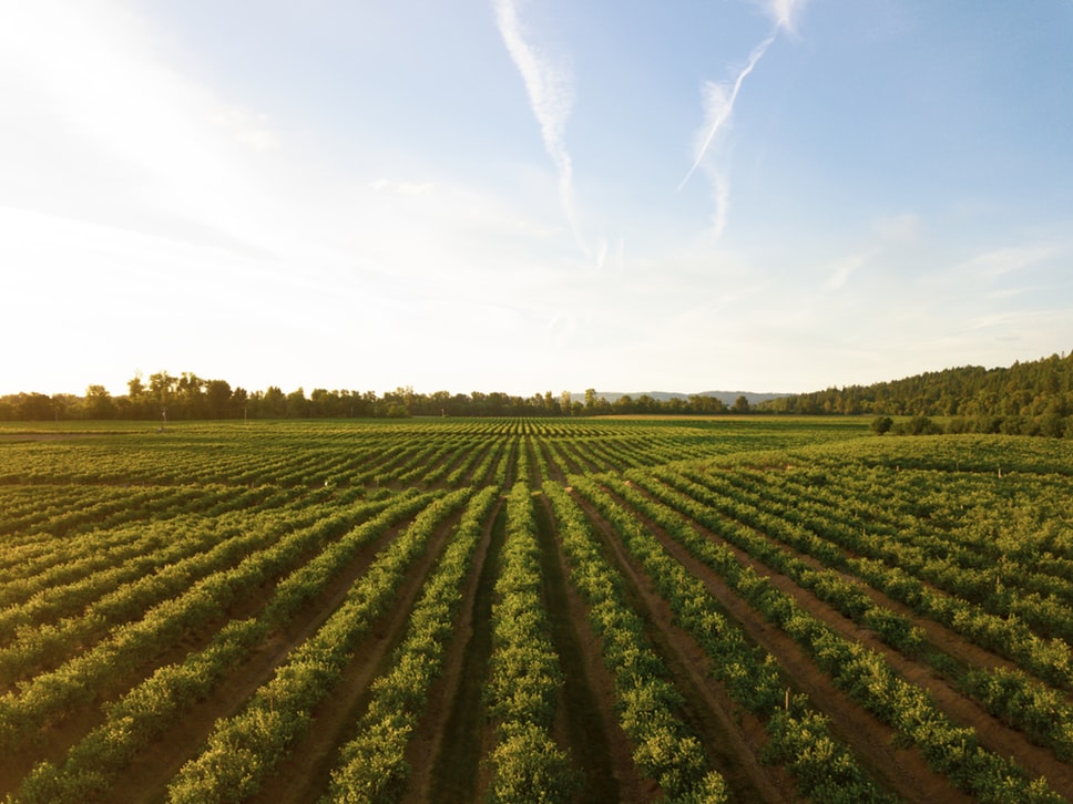 
          Intérêts de l’agriculture de conservation