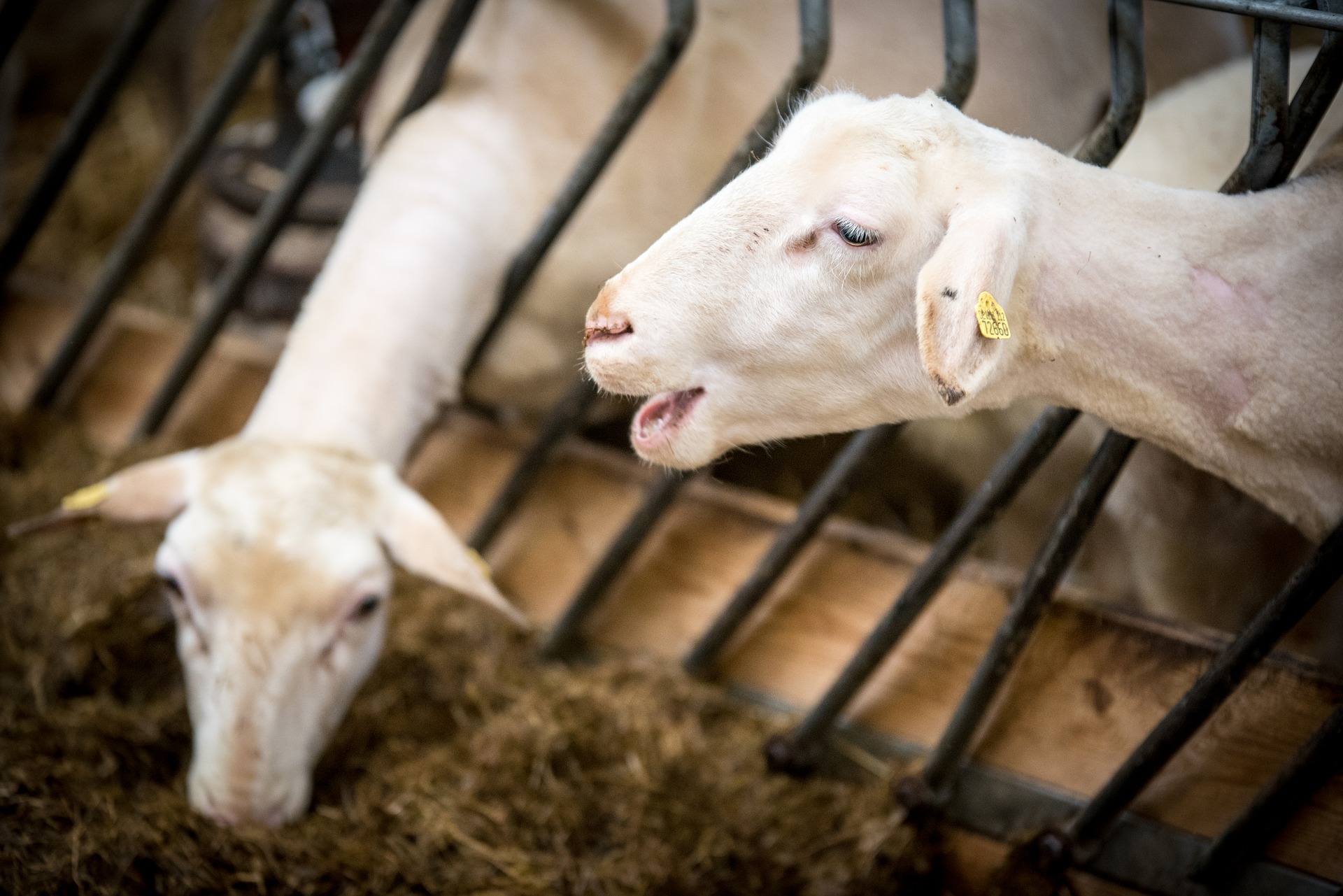 
          L’alimentation des ovins