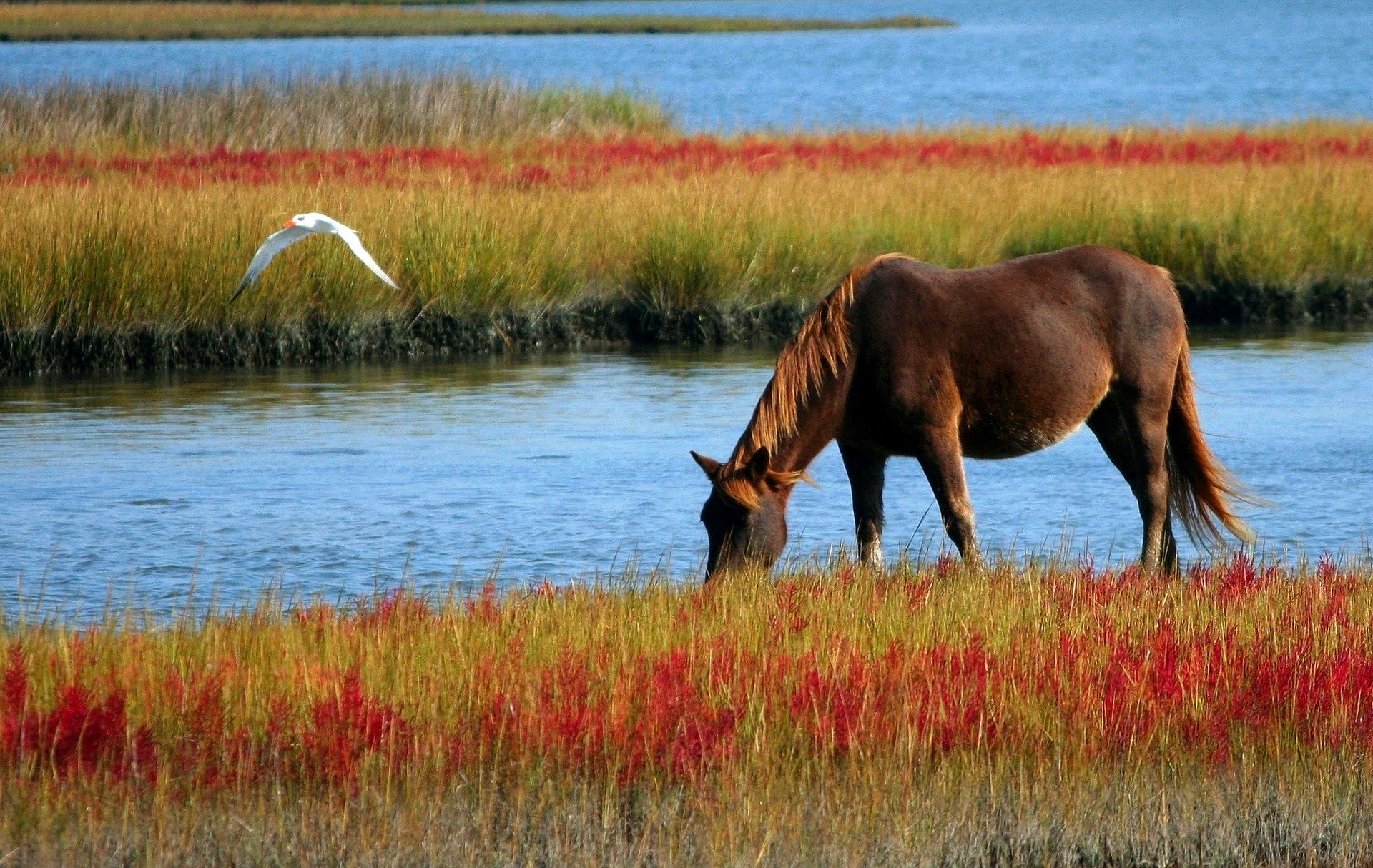 
          L’alimentation des chevaux dans les élevages français