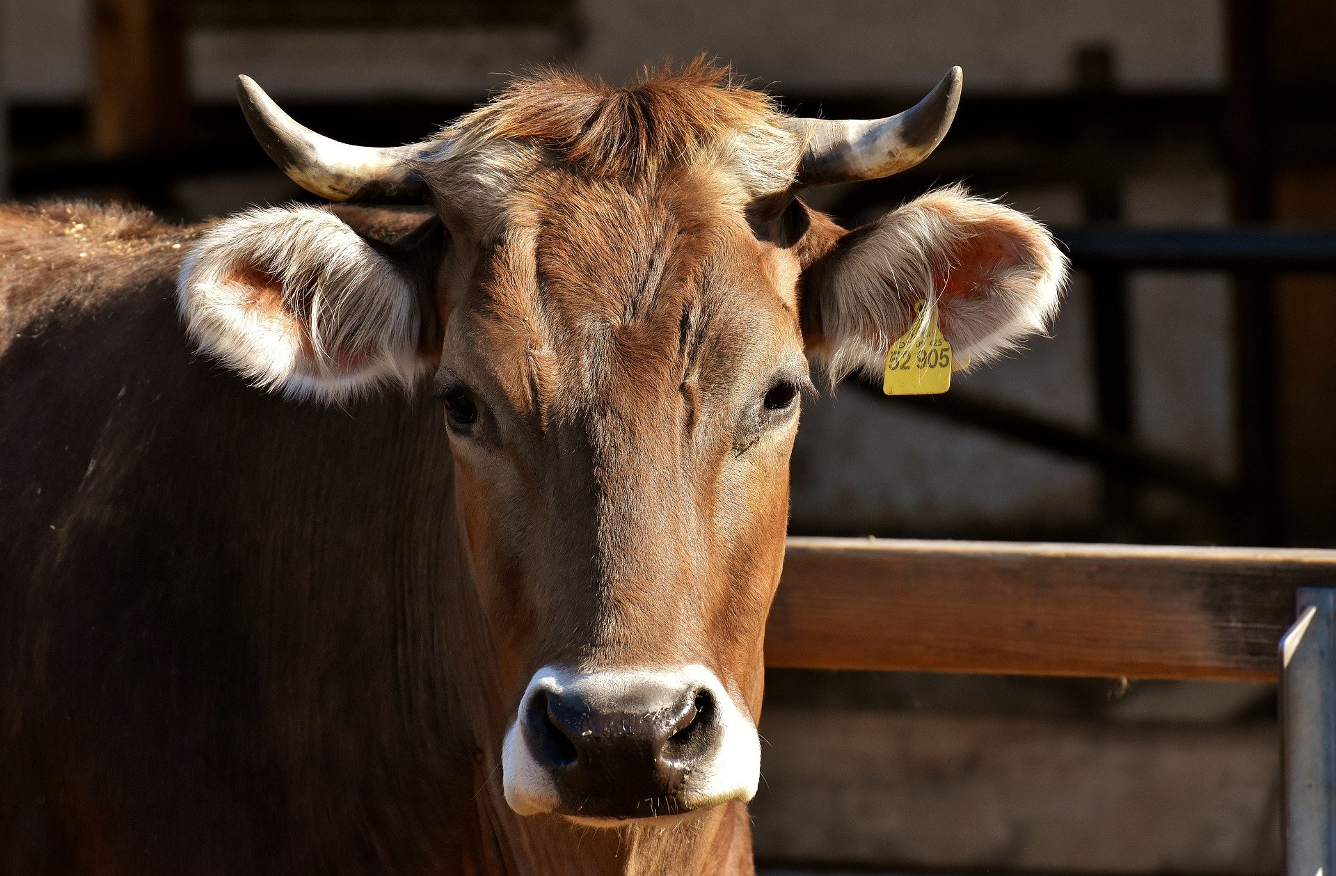
          Revue des marchés du 27 Janvier 2020 : Le bœuf