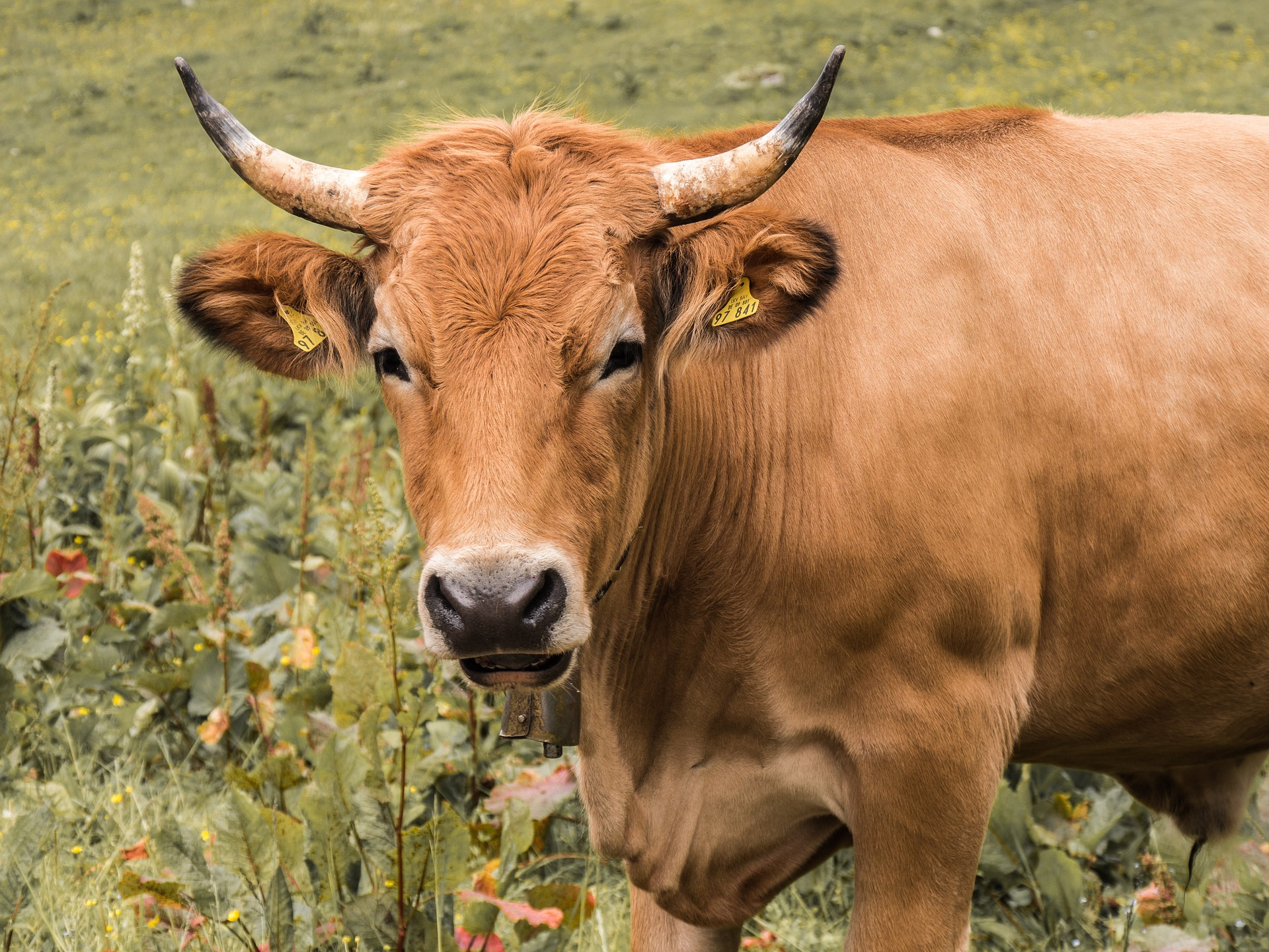 
          Revue des marchés du 28 Janvier 2020 : Le Boeuf