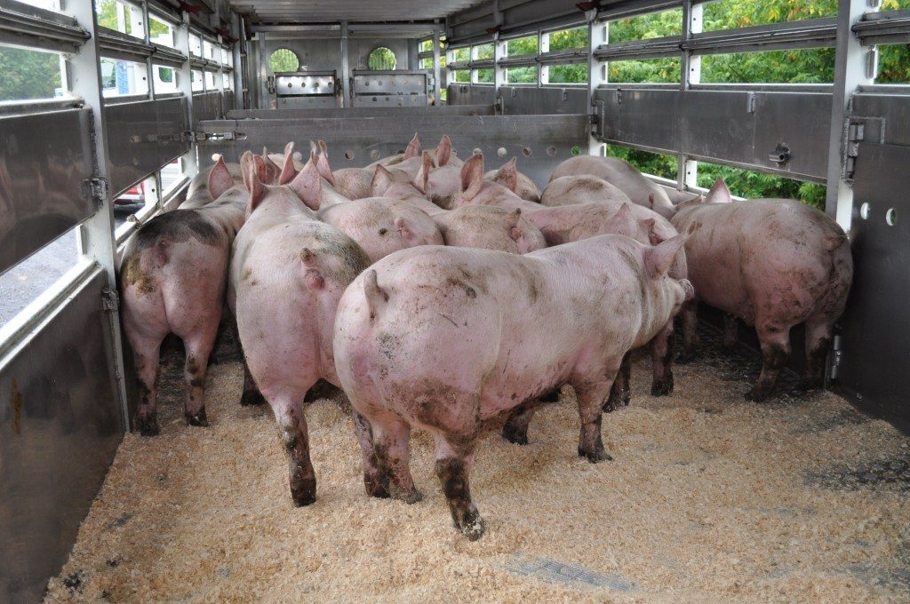 
            Peste porcine africaine : Un vaccin prometteur s’avère efficace à 100%