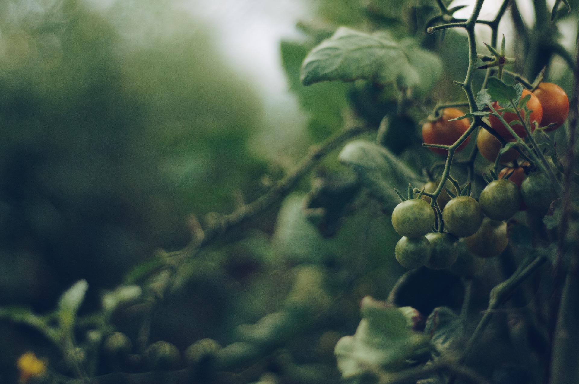 
          Tomato brown rugose fruit virus : historique de la maladie