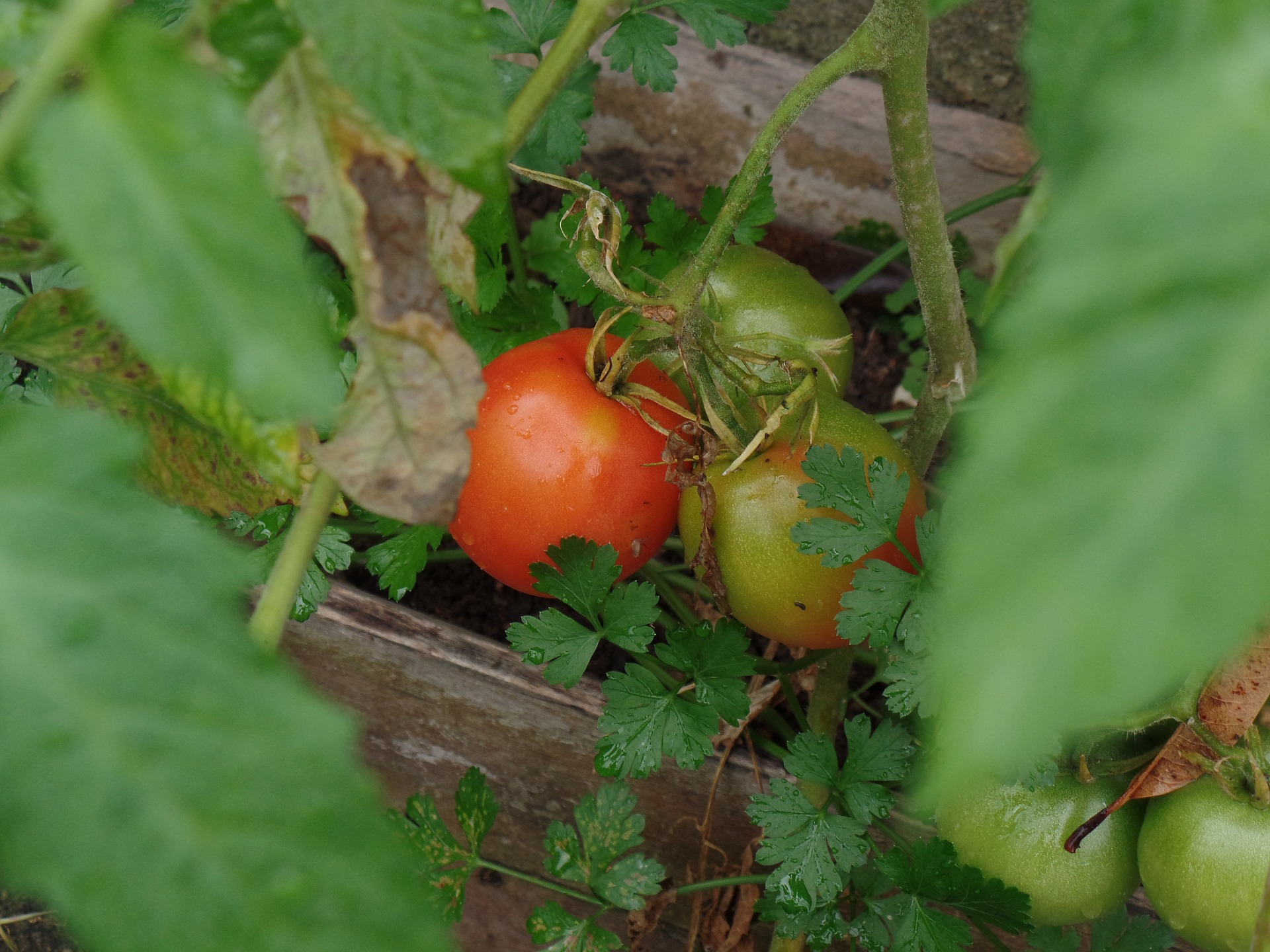 
          Tomato brown rugose fruit virus (ToBRFV) : Symptômes et reconnaissance 