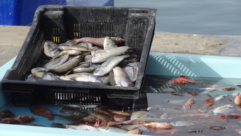 
           Intérêt écologique des poissons pêchés en France métropolitaine 