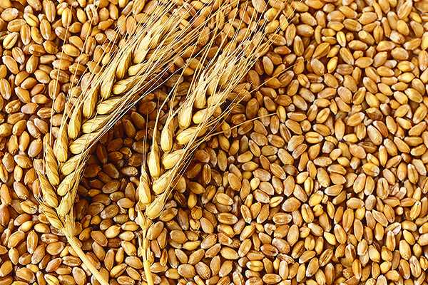 
          Revue des marchés du 25 Février 2020 : Le blé