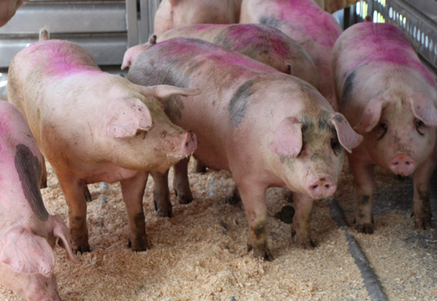 
          Revue des marchés du 25 Février 2020 : Le Porc