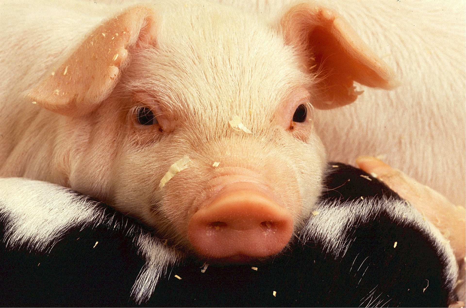
          Revue des marchés du 26 Février 2020 : Le porc