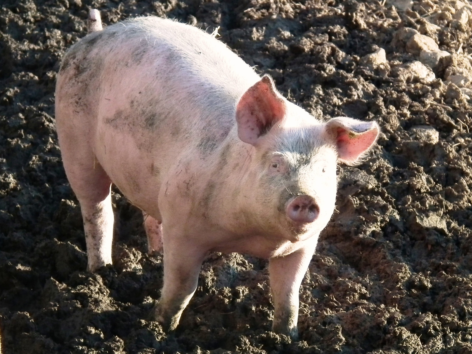 
          Revue des marchés du 27 Février 2020 : Le porc