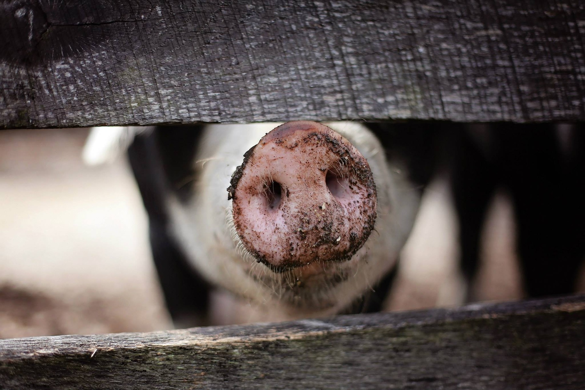 
          Revue des marché du 28 Février 2020 : Le porc
