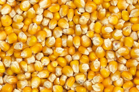 
          Revue des marchés du 3 Mars 2020 : Le maïs