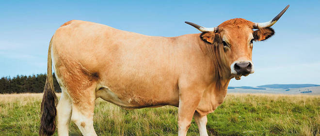 
          Revue des marchés du 3 Mars 2020 : Le bœuf